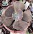 E. GIBB. MUSTARD GREEN POTE 11 - Imagem 1