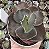 E. GIBB. THANOS POTE 9 - Imagem 1