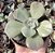 E. GIBB. ROSA DE JADE POTE 9 - Imagem 1