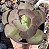E. GIBB. SUYON POTE 9 - Imagem 1
