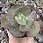 E. GIBB. SUYON POTE 9 - Imagem 1
