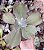 E. GIBB. TEMÉCULA (IMPORTADA) POTE 11 - Imagem 1
