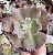 E. GIBB. CORRALLIUM POTE 11 - Imagem 1
