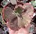 E. GIBB. RED REGIS POTE 9 - Imagem 1