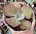 E. GIBB. HB COREANA C/ CARÚNCULAS POTE 9 - Imagem 1