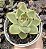 E. BLUE DRAGON (COREANA) POTE 9 - Imagem 1