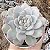 E. PINK DIAMOND POTE 9 - Imagem 1