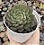 E. GREEN MAJU POTE 9 - Imagem 1