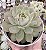 E. LINDSAYANA POTE 9 - Imagem 1