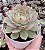 E. LINDSAYANA POTE 9 - Imagem 1