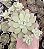 E. LITTLE PEACH BLOSSOM POTE 9 - Imagem 1