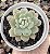 E. LITTLE PEACH BLOSSOM POTE 9 - Imagem 1