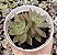 E. AGAVOIDES MARTHA POTE 9 - Imagem 1