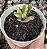 C. OVATA GOLLUM YELLOW VAR. POTE 9 - Imagem 1