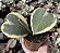 E. GIBB. HOYA VAR. POTE 9 - Imagem 1