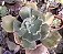 E. GIBB. PEARL (CARÚNCULAS) POTE 13 - Imagem 1