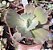 E. GIBB. PEARL (CARÚNCULAS) POTE 11 - Imagem 1