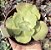 E. GIBB. RAIN BUMPS VAR. POTE 9 - Imagem 1