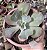 E. GIBB. PINK TOURMATINE POTE 13 SEM RAIZ - Imagem 1