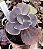 E. GIBB. PURPLE CREFF POTE 9 - Imagem 1