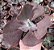 E. GIBB. BLACK ROSE POTE 11 - Imagem 1