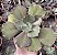 E. GIBB. BLUSH POTE 13 - Imagem 1