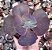 E. GIBB. COCO (IMPORTADA) POTE 9 - Imagem 1