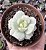 SED. PUDGY VARIEGATA POTE 9 - Imagem 1