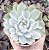 E. CHIHUAHUENSIS VARIEGATA POTE 9 - Imagem 1