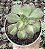 A. LEMON LIME VAR. POTE 9 - Imagem 1