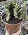 EUPHORBIA LACTEA CRISTATA SEM RAIZ POTE 15 - Imagem 1