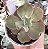 E. GIBB. MAGMA POTE 9 - Imagem 1