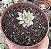 GRAP. SILVER STAR VAR. (PEQUENA) POTE 9 - Imagem 1