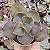 E. GIBB. ROSEO GRANDE POTE 9 pouca raiz - Imagem 1