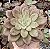 E. DRUSILA POTE 9 - Imagem 1