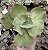 E. GIBB. BARBILLION (CARÚNCULAS) POTE 11 - Imagem 1