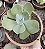 E. GIBB. PAPAGENO (CARÚNCULAS) POTE 11 - Imagem 1