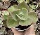 E. GIBB. DICK`S PINK POTE 9 - Imagem 1