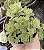 GREENOVIA DODRENTALIS POTE 9 - Imagem 1