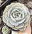 E. RUNYONII POTE 9 - Imagem 1