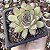 E. MEXICAN POLDENSIS POTE 7 - Imagem 1