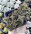 C. CAP. THRYSIFLORA POTE 7 - Imagem 1
