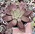 E. PINK FROG POTE 9 - Imagem 1
