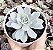 E. PEACOKII POTE 9 pouca raiz - Imagem 1