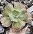 E. GIBB. ZIPHORA POTE 9 - Imagem 1