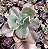 E. GIBB. ZIPHORA POTE 9 - Imagem 1