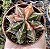 GYMNOCALYCIUM MIHANOVICHII (4) POTE 6 - Imagem 1