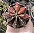 GYMNOCALYCIUM MIHANOVICHII (5) POTE 6 - Imagem 1