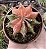 GYMNOCALYCIUM MIHANOVICHII (6) POTE 6 - Imagem 1