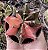 GYMNOCALYCIUM MIHANOVICHII (7) POTE 6 - Imagem 1